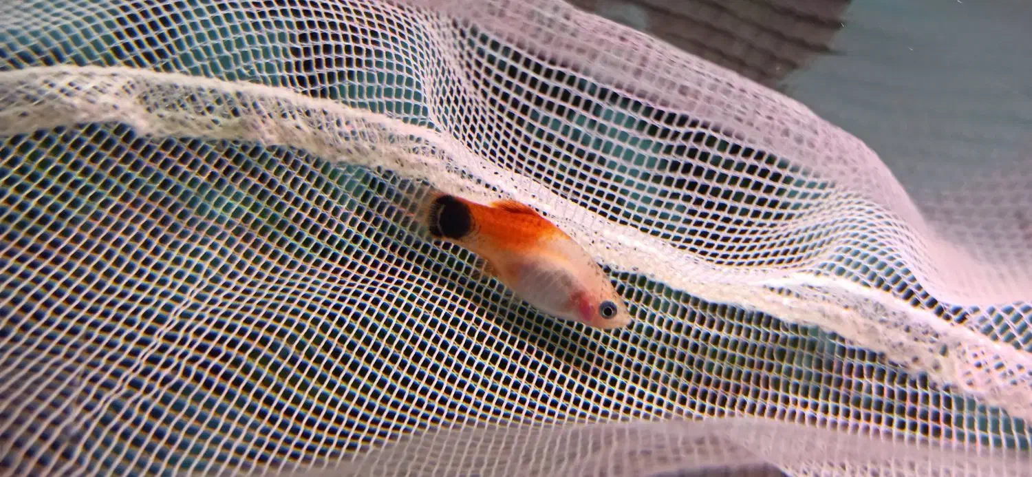 ماهی گوپی و پلاتی|ماهی|دوگنبدان, |دیوار