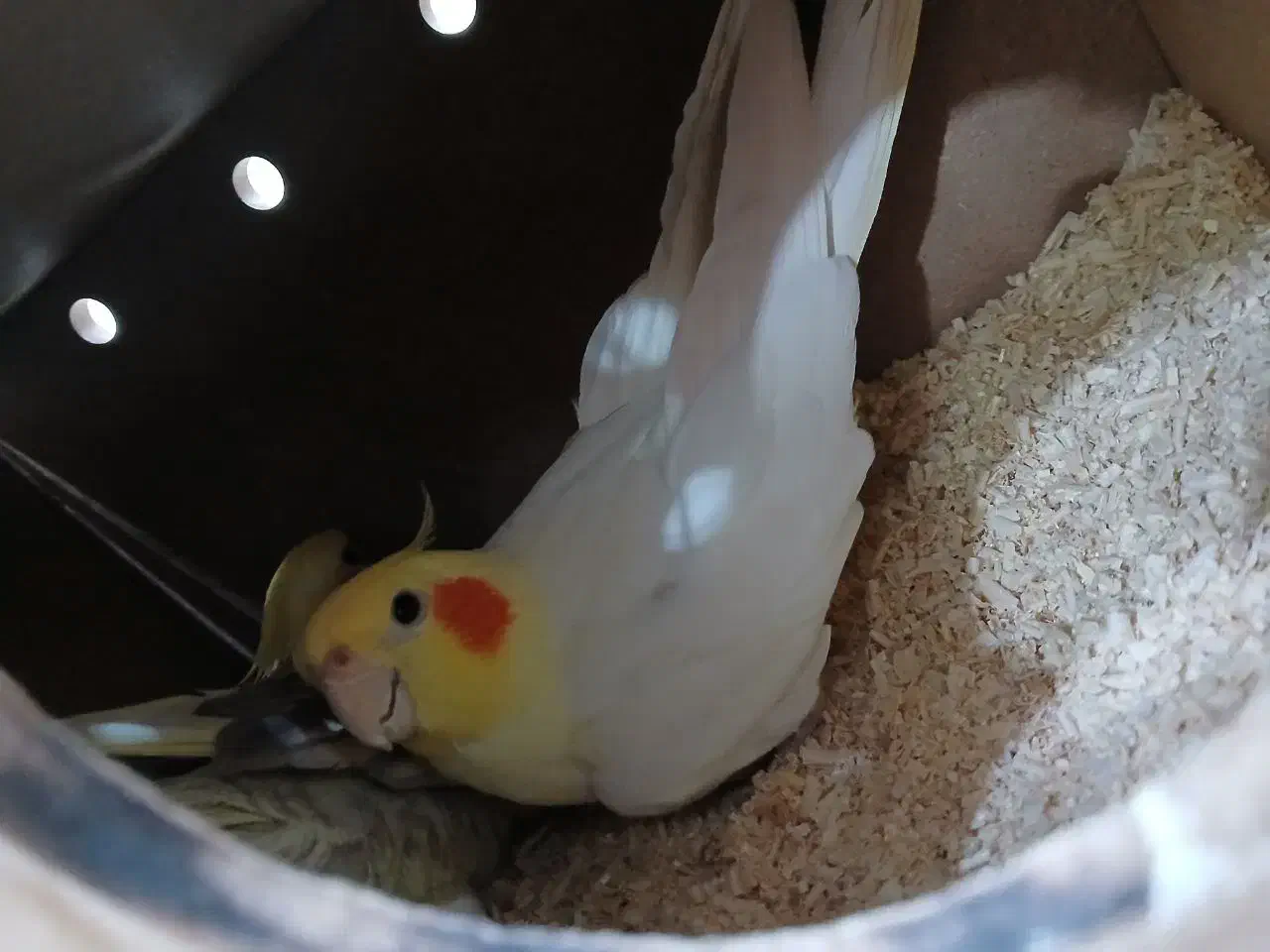 جفت عروس هلندی|پرنده|اهواز, گلستان|دیوار