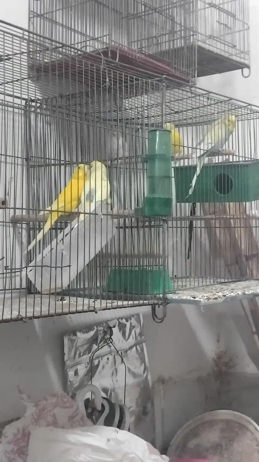 سهره مرغ عشق عروس|پرنده|قزوین, |دیوار