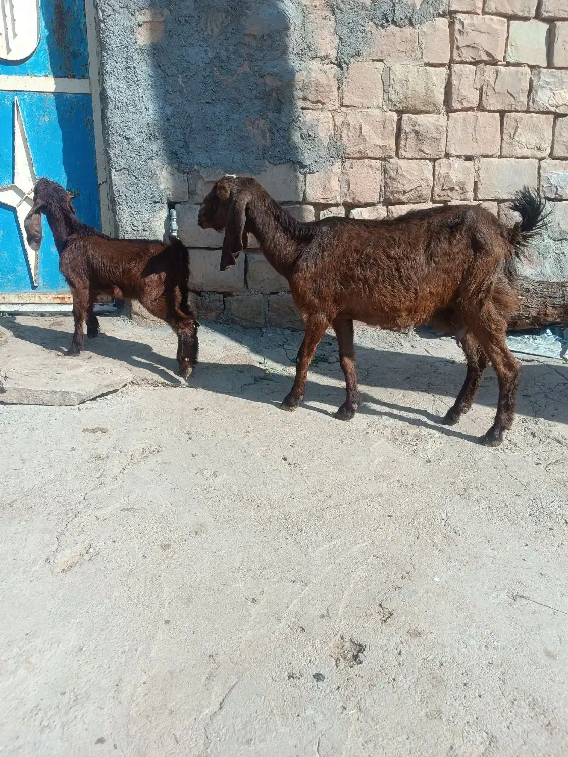 بزنژدی|حیوانات مزرعه|مسجد سلیمان, |دیوار