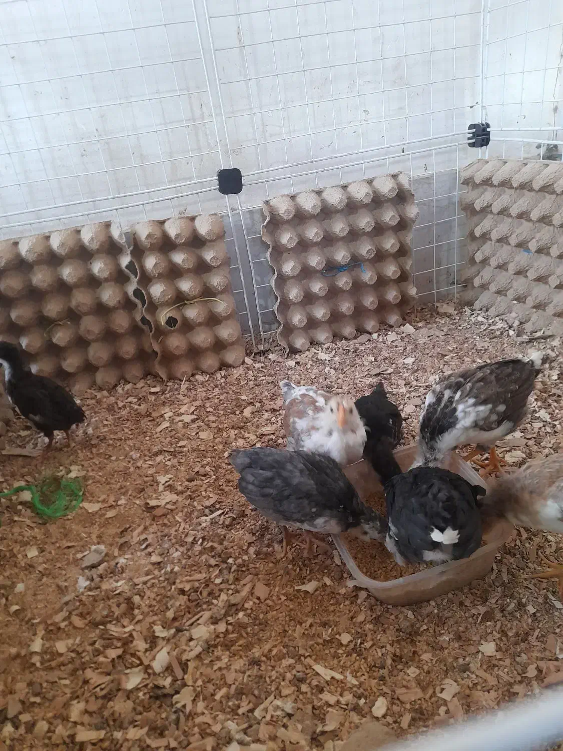 نیمچه گلین|حیوانات مزرعه|قم, بنیاد|دیوار