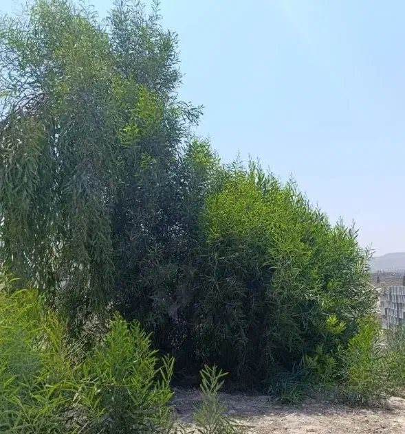 درخت آکاسیا یا بیدسیاه مهندس ذبیحی|گل و گیاه طبیعی|پاکدشت, پاکدشت (مامازند)|دیوار