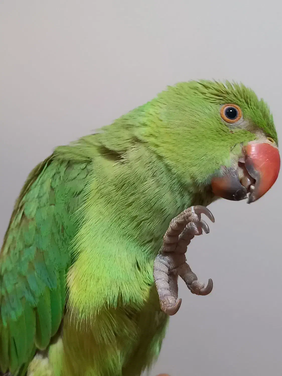 جوجه ملنگو دستی|پرنده|سپیدان, |دیوار