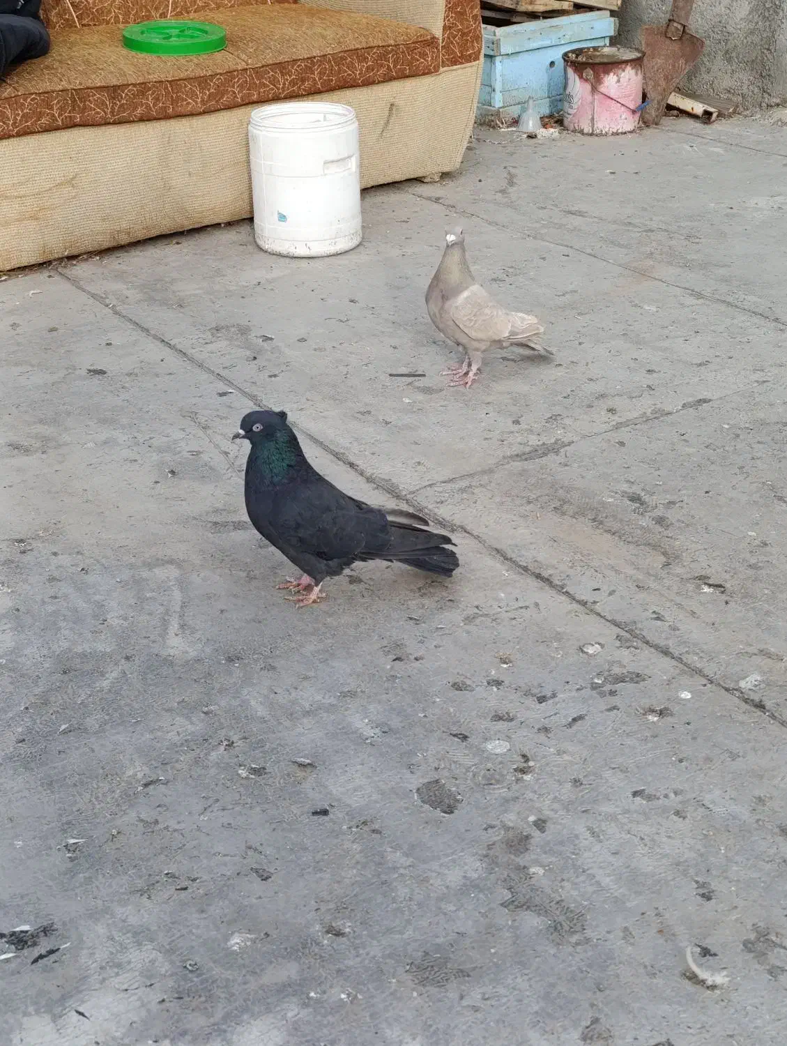 2عددکبوترماده یه نامه برقهوه ای وه یه سیاهکاکل میخ|پرنده|سنندج, |دیوار