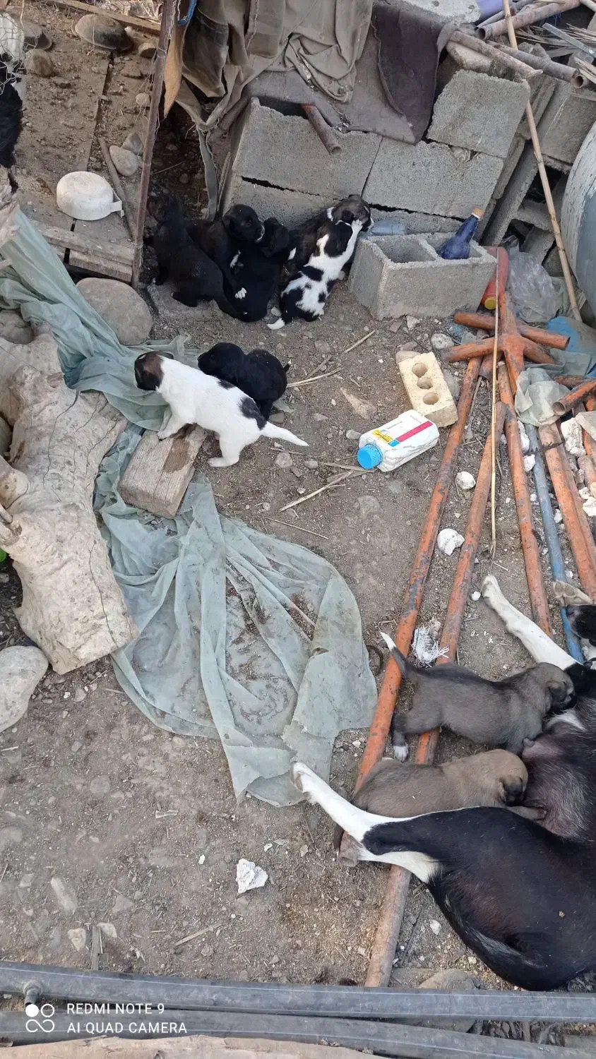 سگ فروشی|سگ|دوگنبدان, |دیوار