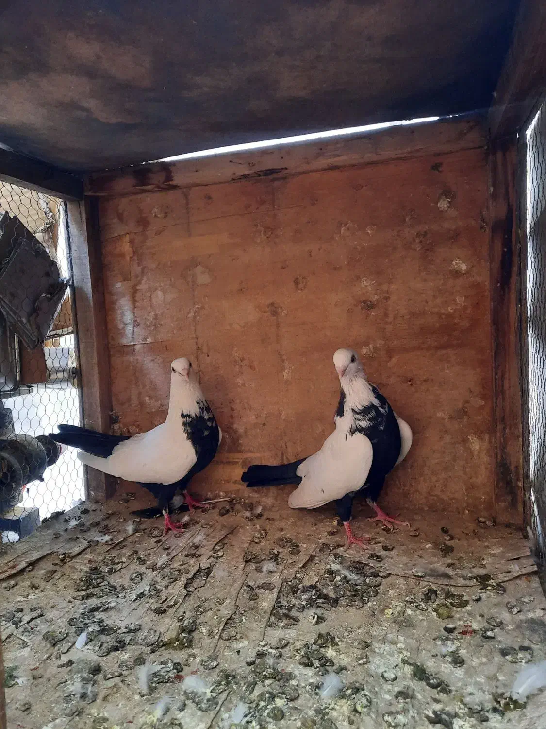 طوقی|پرنده|تهران, سلسبیل شمالی|دیوار