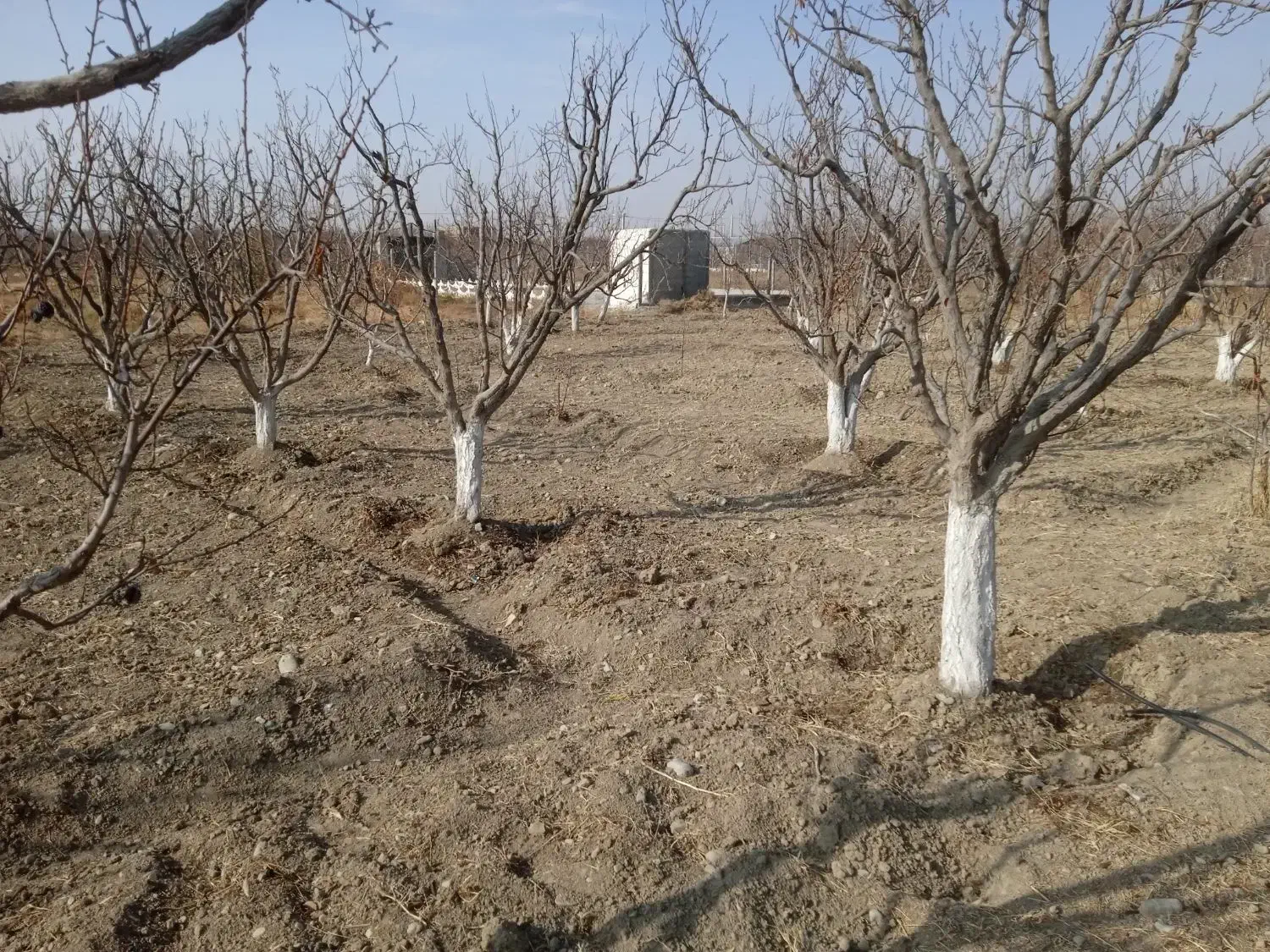 باغچه شهرکی|فروش زمین و ملک کلنگی|تنکمان, |دیوار