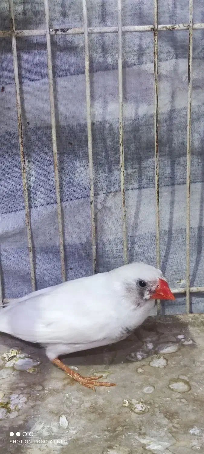 فنچ|پرنده|اراک, |دیوار