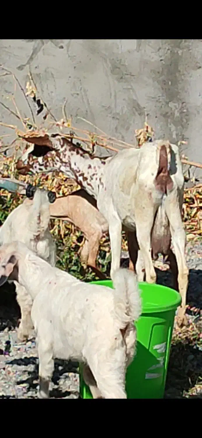 بز کهره سومال ‌.بنگالی دوکیلوشیرموقعیت جیرفت|حیوانات مزرعه|یزد, |دیوار