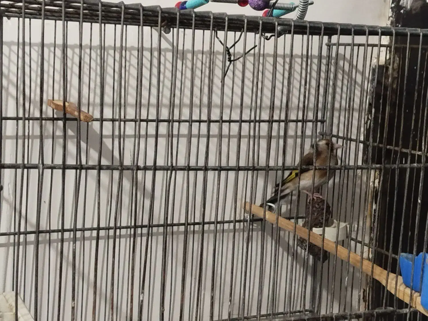 سهره نر|پرنده|ایلام, |دیوار