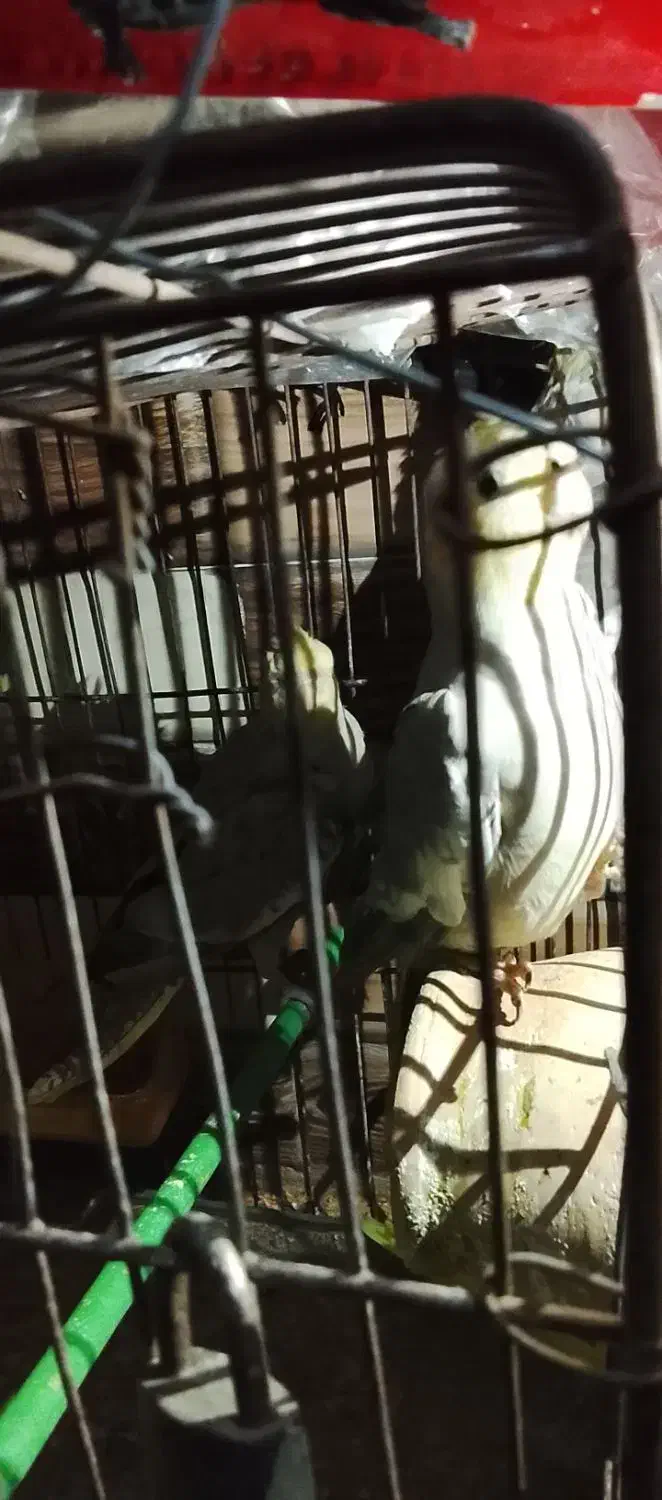 فروش عروس هلندی و مرغ عشق|پرنده|سرخنکلاته, |دیوار