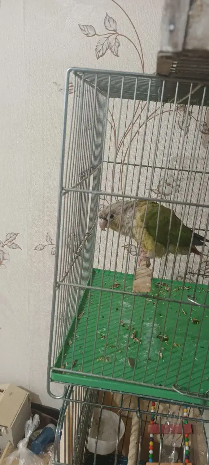 برزیلی  فنچ|پرنده|محمدیه-قزوین, |دیوار