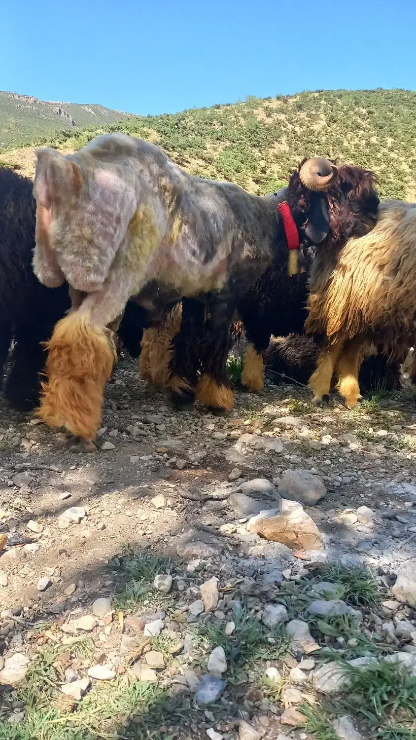 شیشک قوچ در لالی|حیوانات مزرعه|لالی, |دیوار