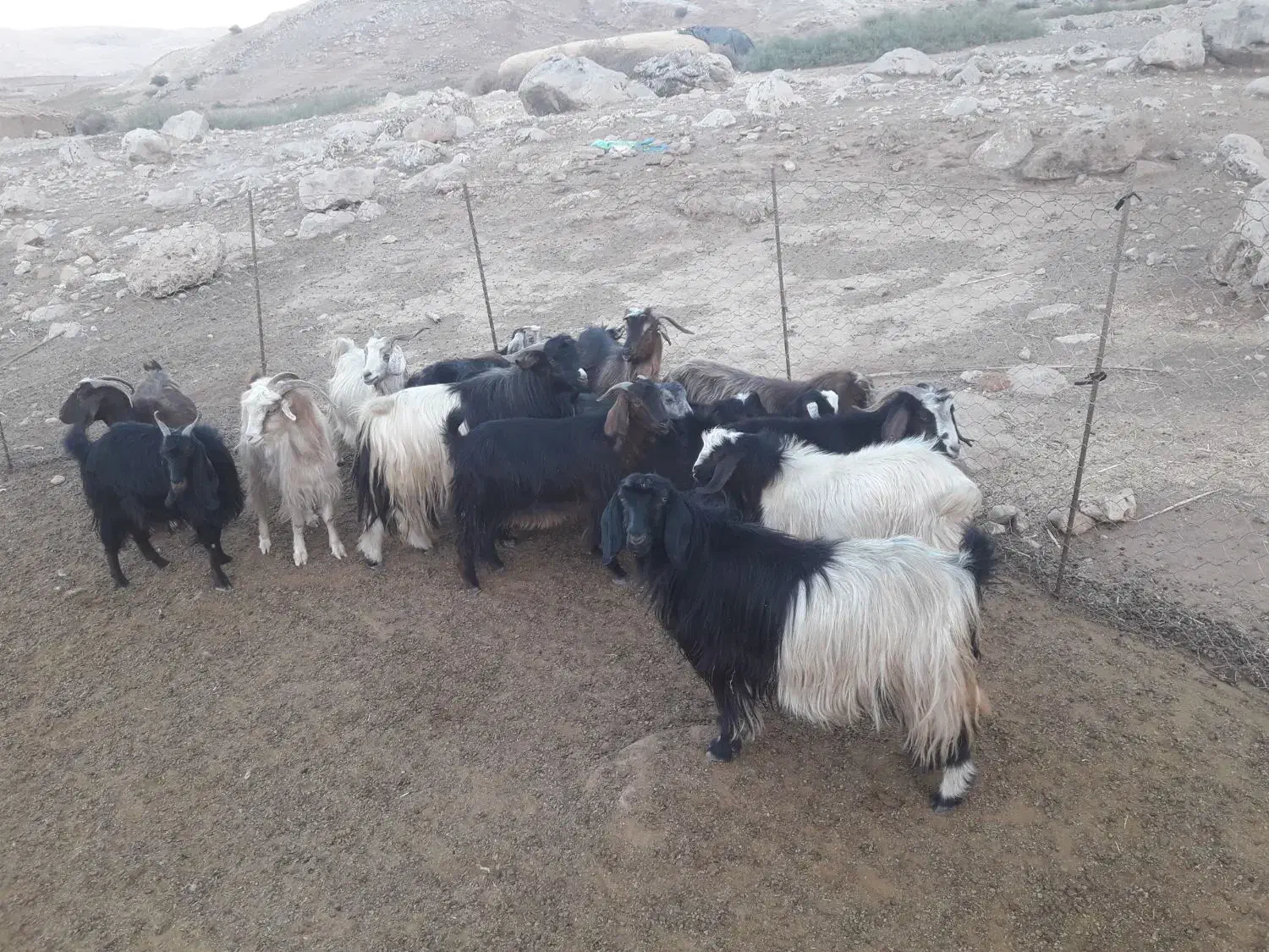 بز وبزغاله|حیوانات مزرعه|دره شهر, |دیوار