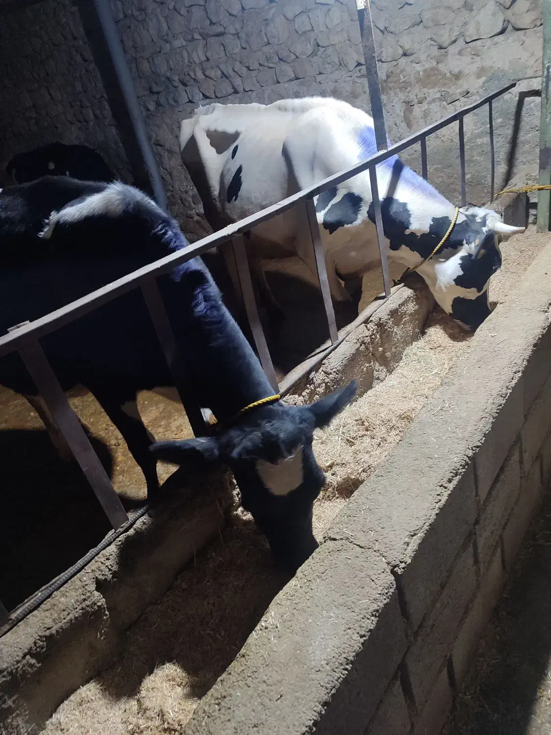 فروش دوعددگاو شیری هلشتاین و یک  گوساله نرسیمینتال|حیوانات مزرعه|ویسیان, |دیوار
