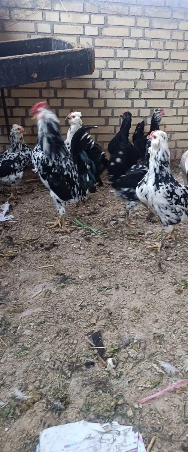 تخم‌مرغ نطفه دارگلین|حیوانات مزرعه|شاهین دژ, |دیوار