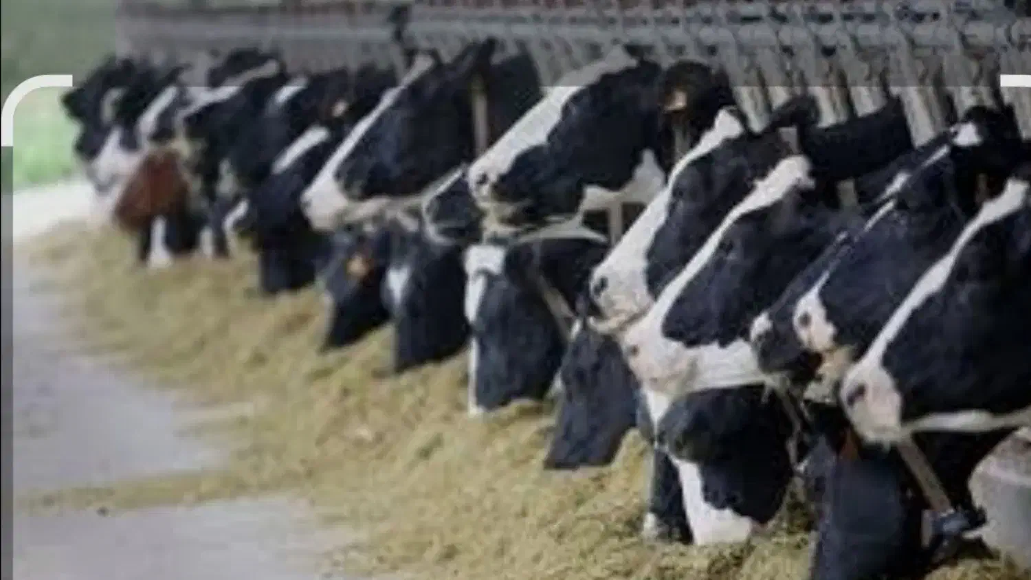 کارگر دامداری حتما حتما آشنا با تراکتور وشیردوشی|استخدام سرایداری و نظافت|نیشابور, مازول|دیوار