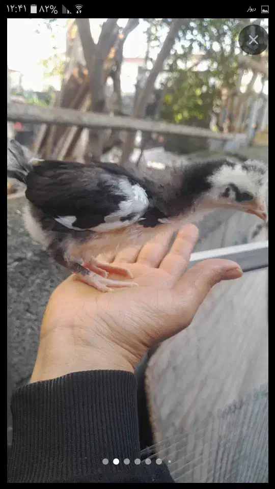 نیمجه گلین|حیوانات مزرعه|چالوس, |دیوار