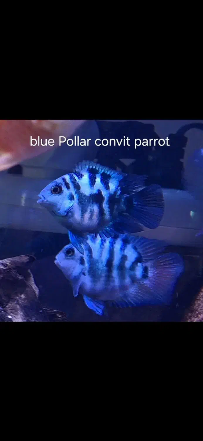 فروش انواع ماهی زینتی خاص|ماهی|ساری, |دیوار