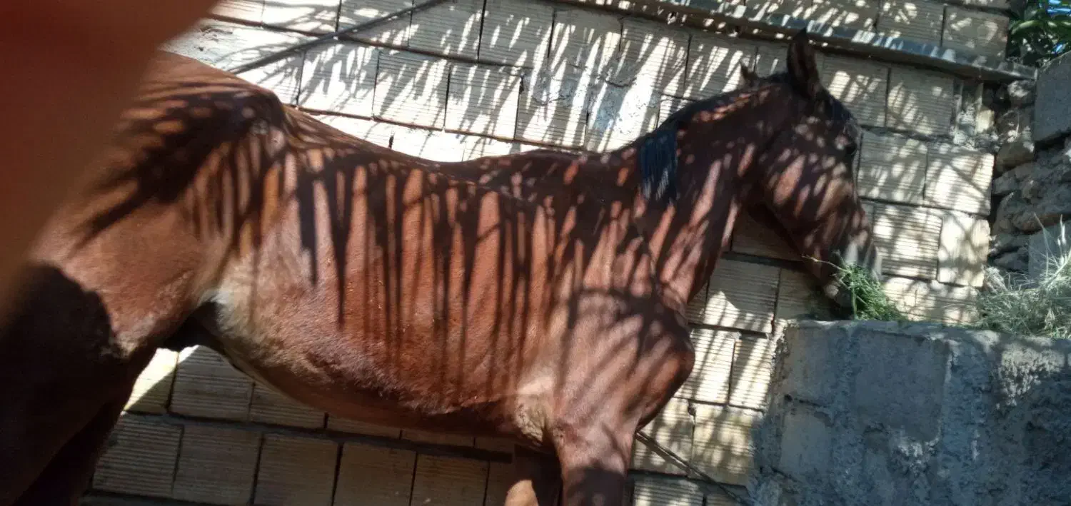 اسب نریون سن ۵ عرب قیمت ۱۸ملیون|اسب و تجهیزات اسب‌سواری|نرماشیر, |دیوار