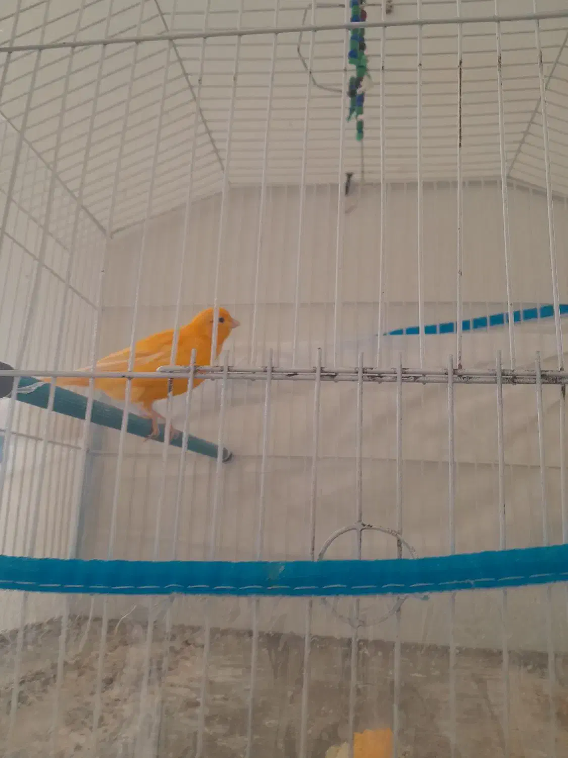 قناری|پرنده|استهبان, |دیوار