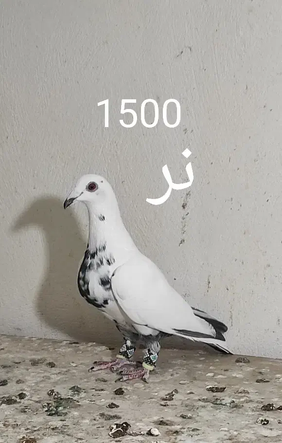 کبوتر آلمانی و رنگی همه پرشی|پرنده|گنبد کاووس, |دیوار