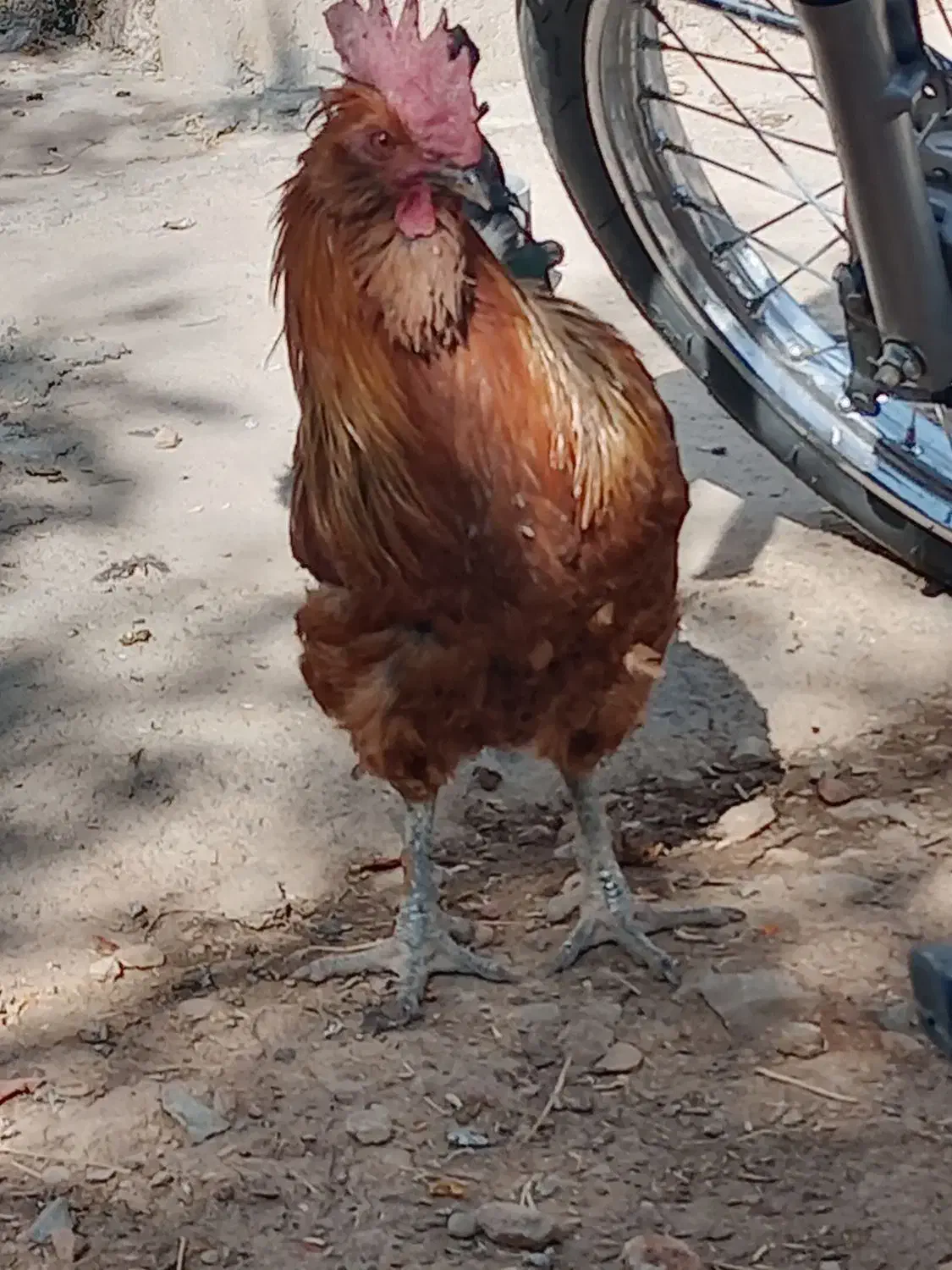 خروس فروشی|حیوانات مزرعه|درودزن, |دیوار