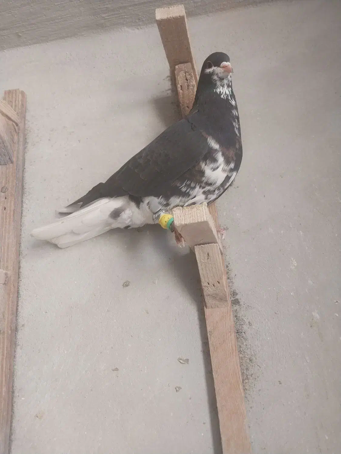 چهار تا کفتر|پرنده|شیراز, کوشک میدان|دیوار