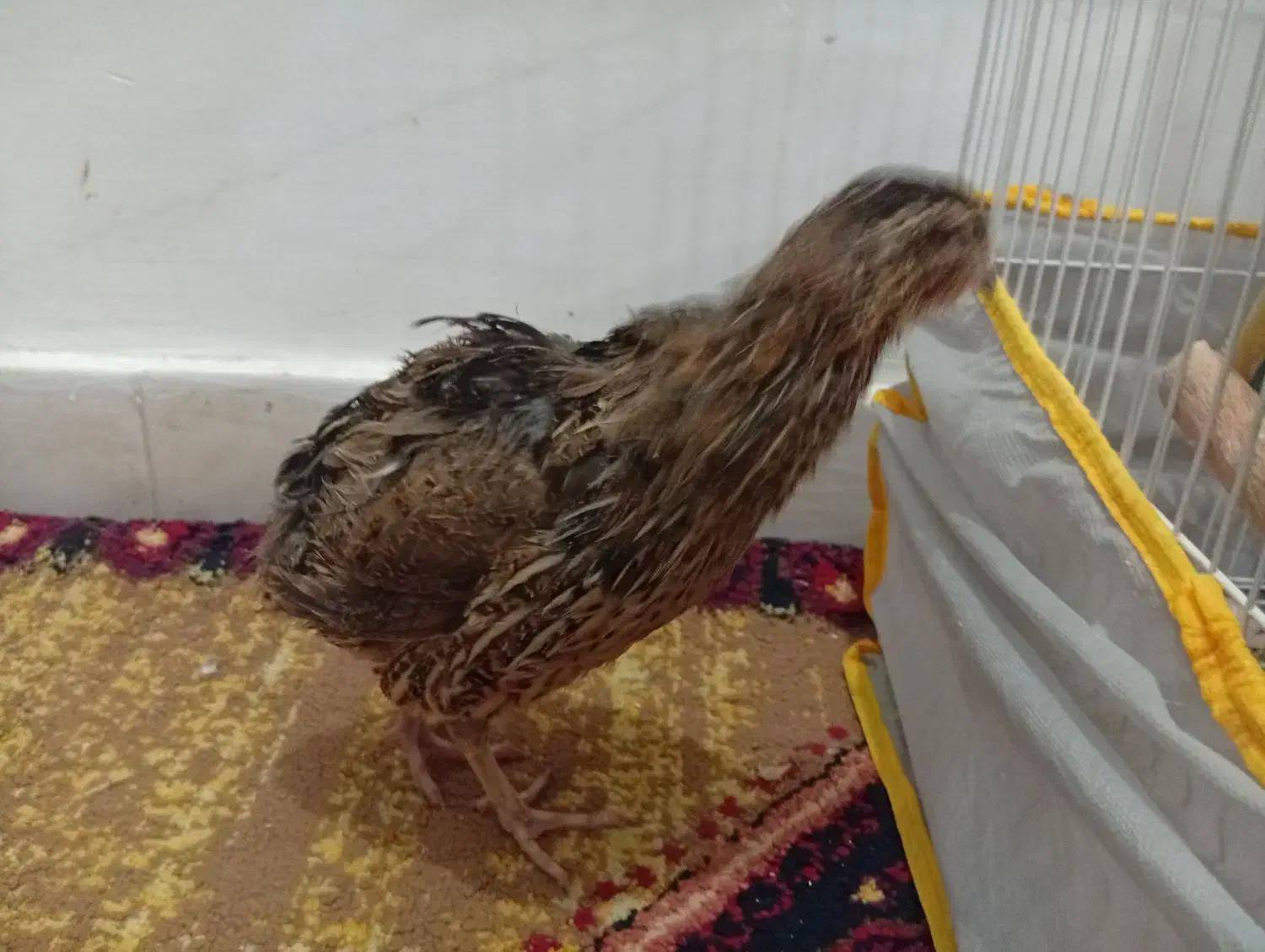 بلدرچین بالغ ماده|پرنده|تایباد, |دیوار