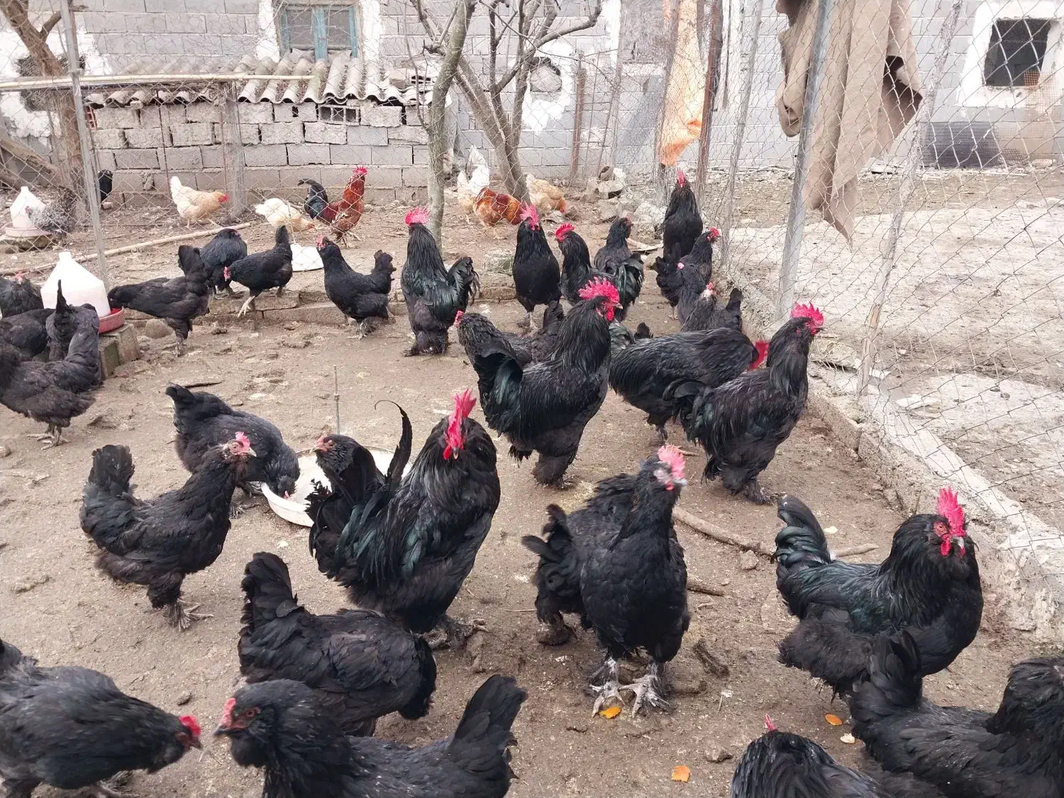 جوجه مرندی نژاد تخمگذار|حیوانات مزرعه|ساری, |دیوار