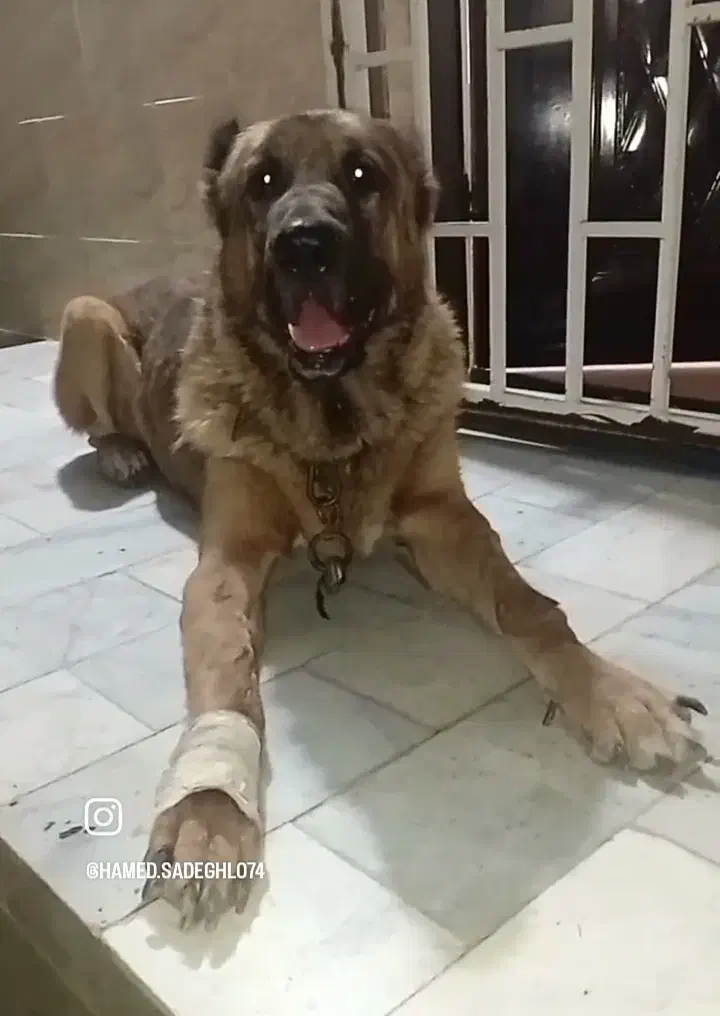 عقاب غول افغانی از معتبرترین نسل با استعلام|سگ|تهران, زعفرانیه|دیوار