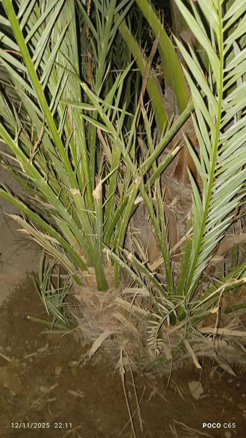 بچه نخل برحی|گل و گیاه طبیعی|چمران, |دیوار