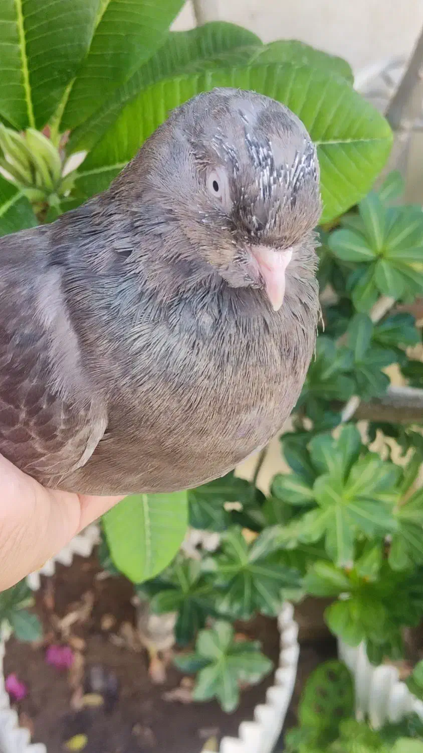 طوقی مولد|پرنده|بندرعباس, |دیوار