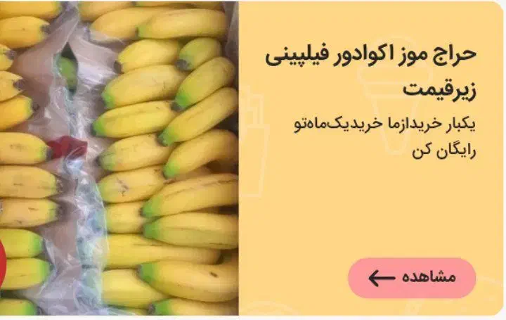 حراج موز فیلیپین اکوادور|حراج|قائم‌شهر, |دیوار