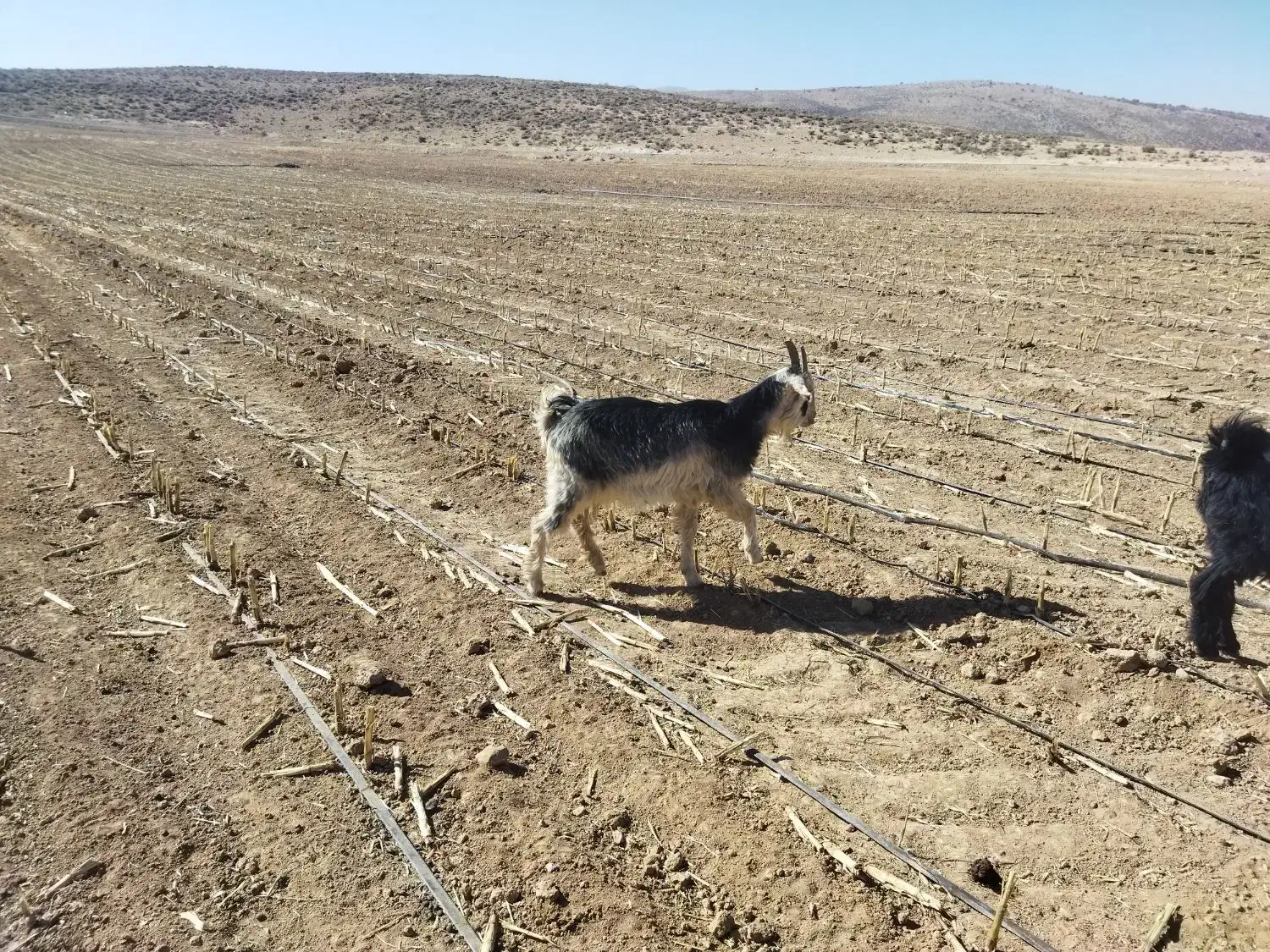 بز تیشتر|حیوانات مزرعه|بانش, |دیوار