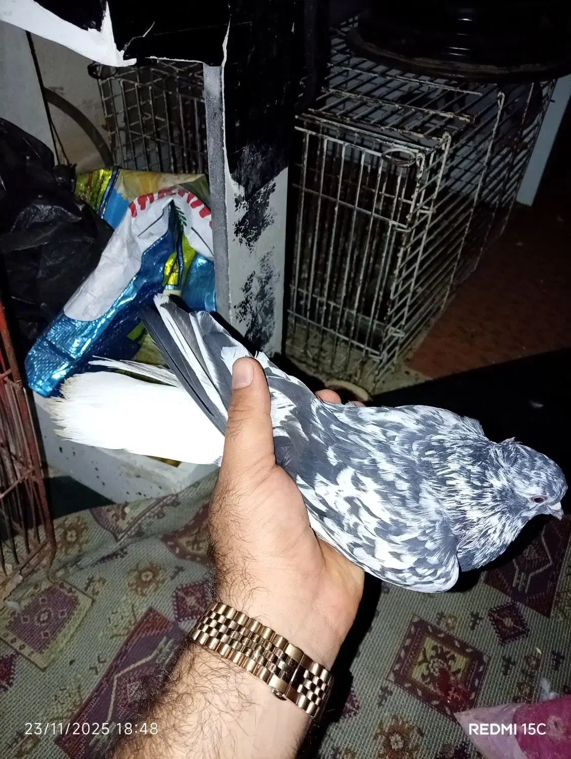 کبوتر اشعل|پرنده|بندرعباس, |دیوار