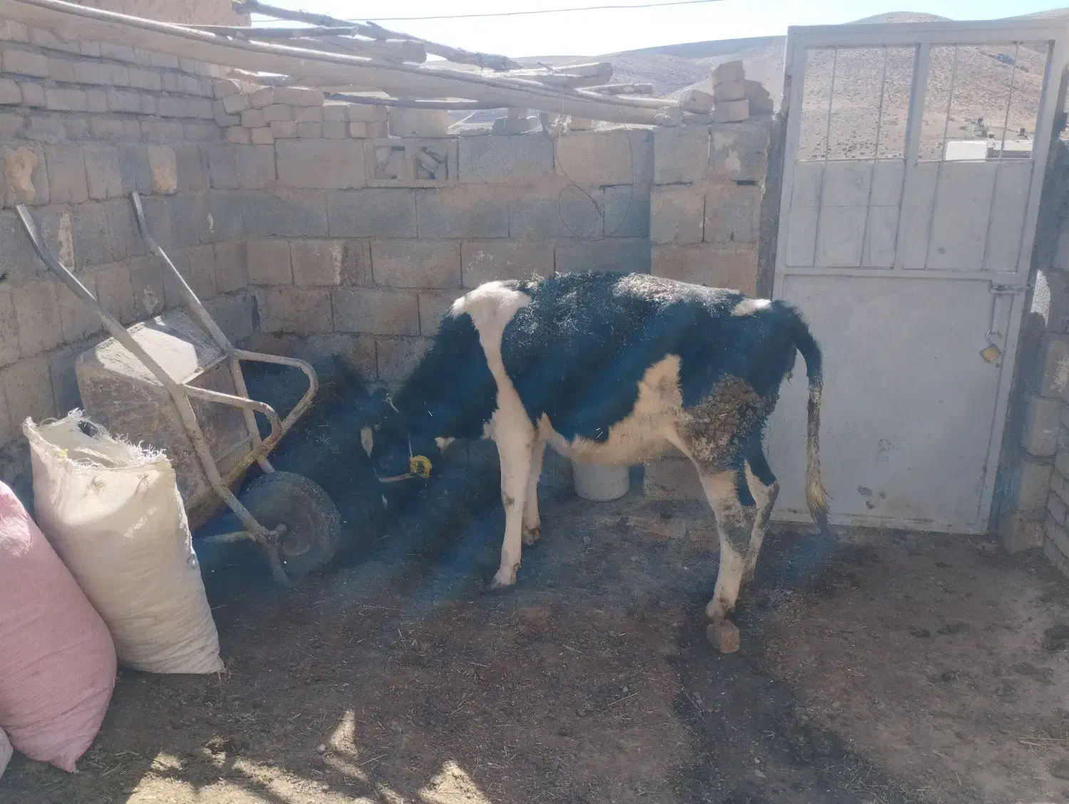 گوساله هلشتایین ماده|حیوانات مزرعه|سنندج, |دیوار