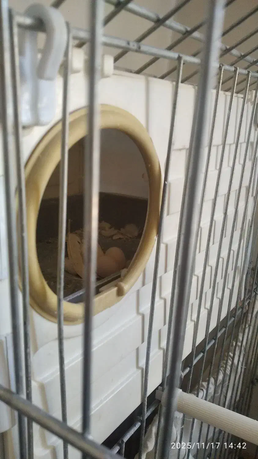 عروس هلندی جفت شده مطمعن|پرنده|ملایر, |دیوار