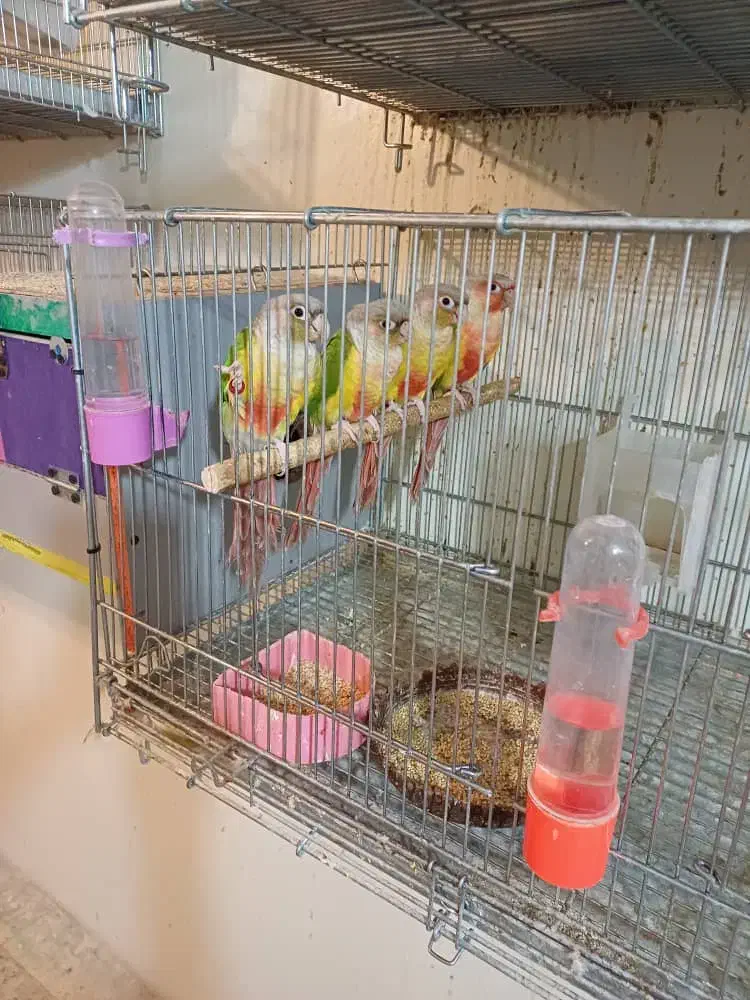 گرینچیک|پرنده|فولادشهر, B2|دیوار