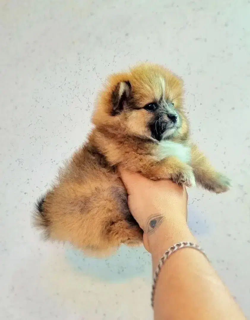 پامر خرسی عروسکی|سگ|اصفهان, پینارت|دیوار