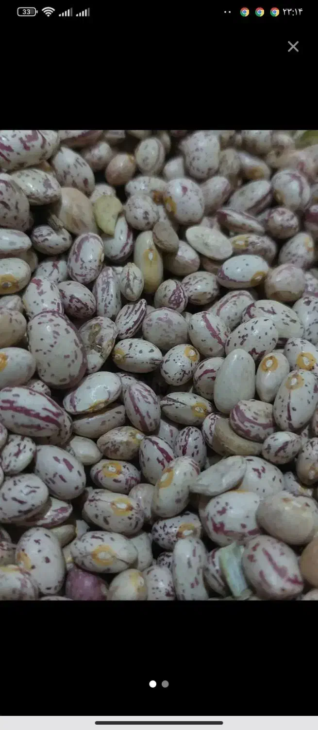 لوبیا چیتی تازه. محصول امسال|عمدهفروشی|زالیان, |دیوار