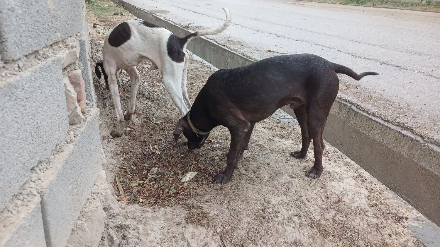 توله سگ دنبالانی حرفی|سگ|گلی داغ, |دیوار