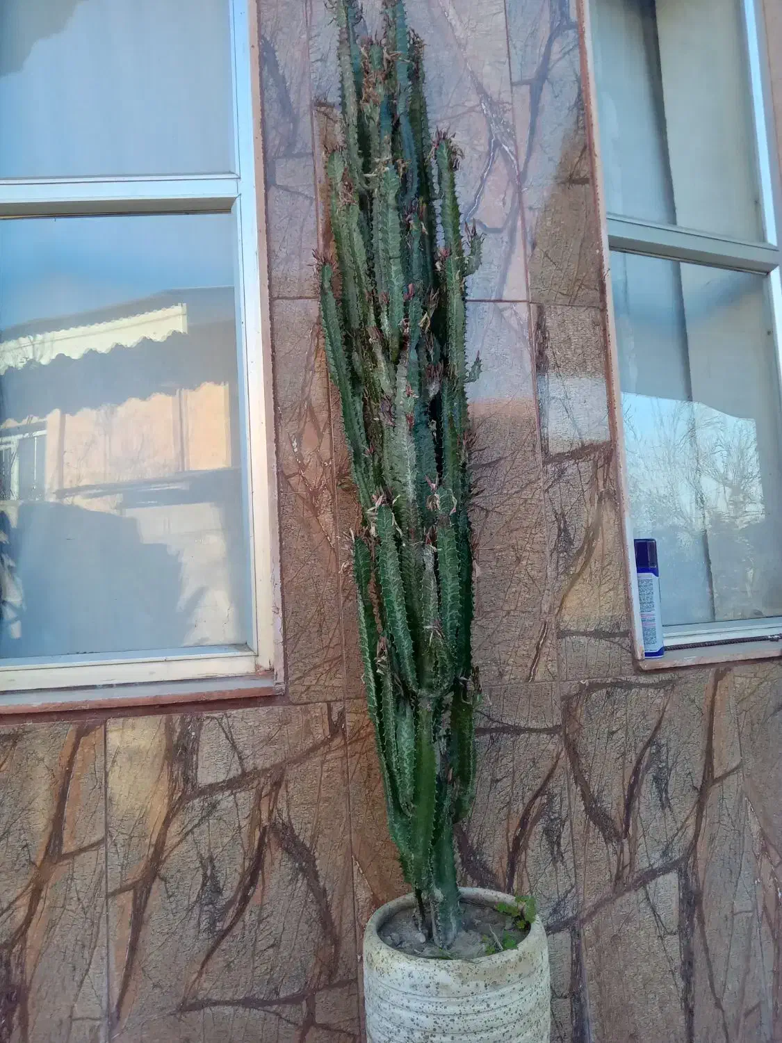 گل کاکتوس|گل و گیاه طبیعی|لولمان, |دیوار