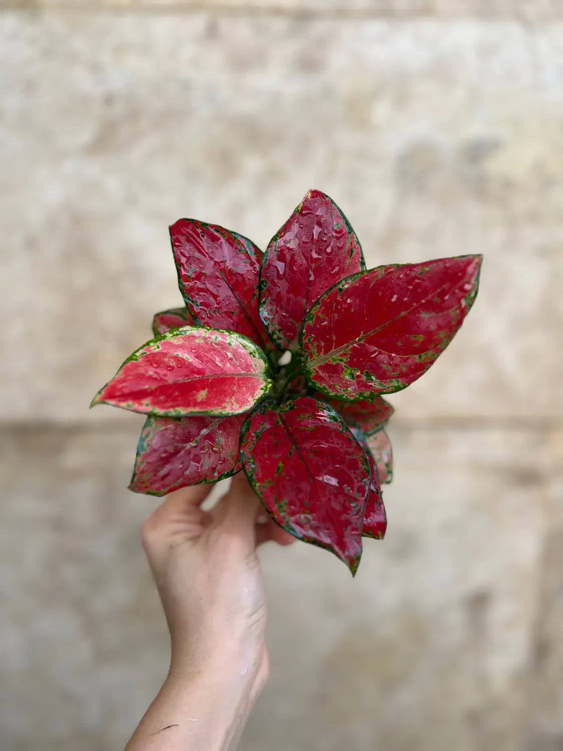 انواع گل اپارتمانی|گل و گیاه طبیعی|بابل, |دیوار