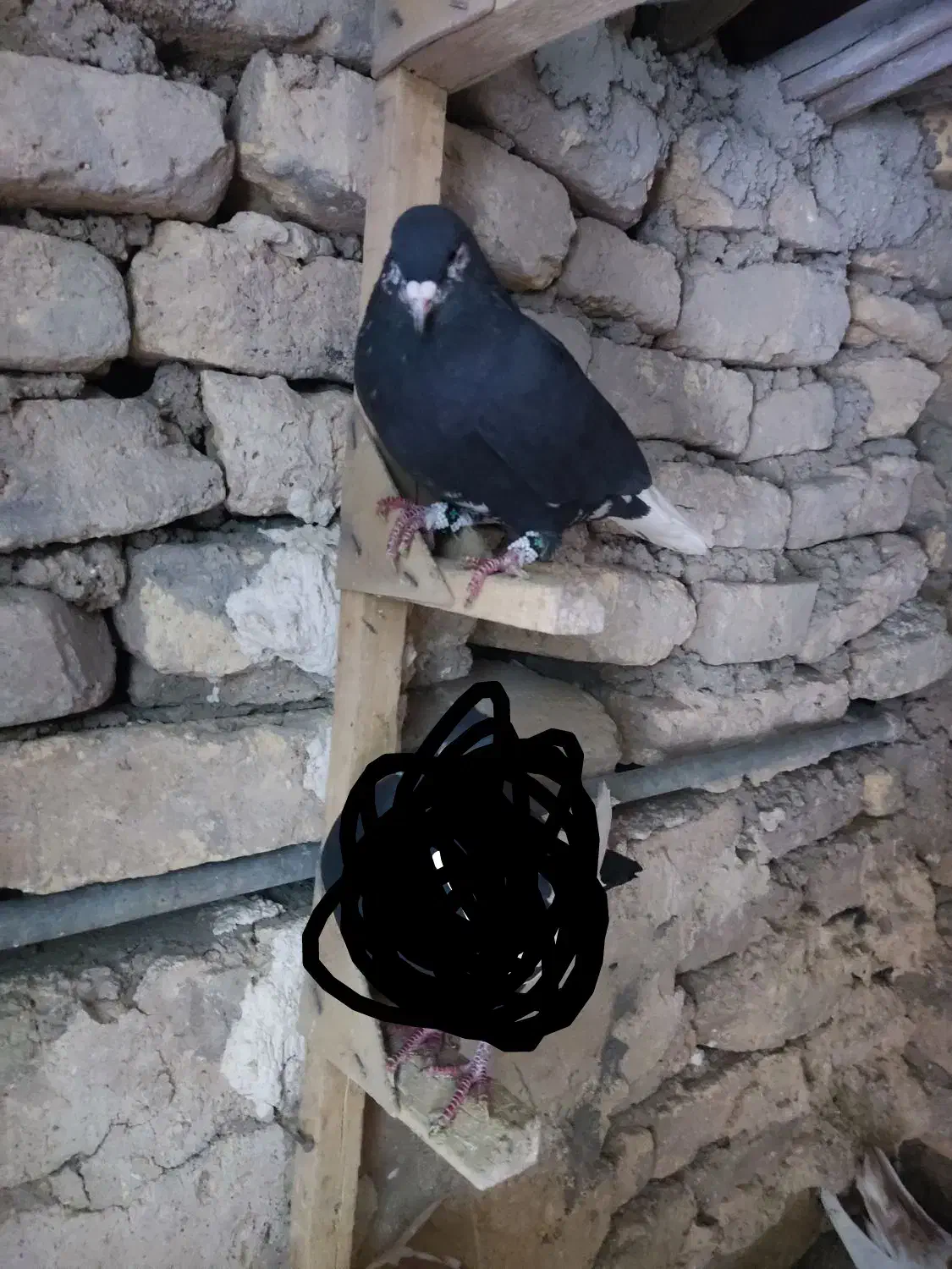 کبوتر یال زرد|پرنده|مرودشت, دولت آباد|دیوار