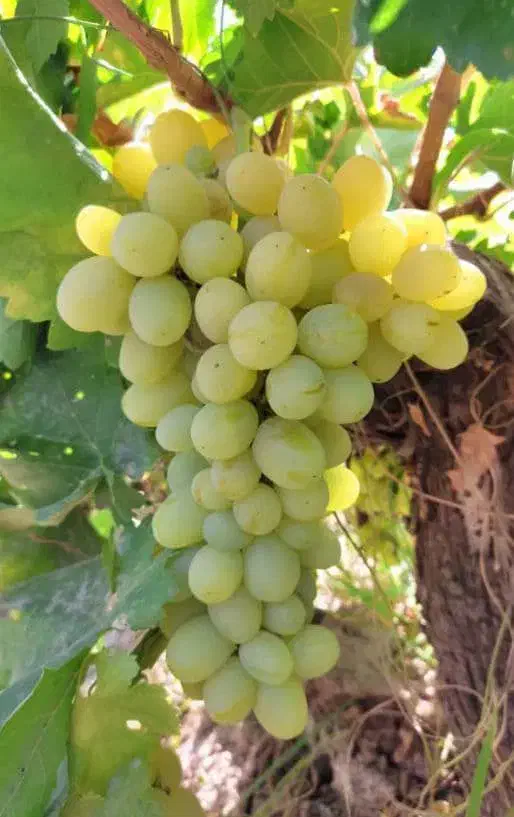 باغ میوه وآب|فروش زمین و ملک کلنگی|نیشابور, هفده شهریور|دیوار