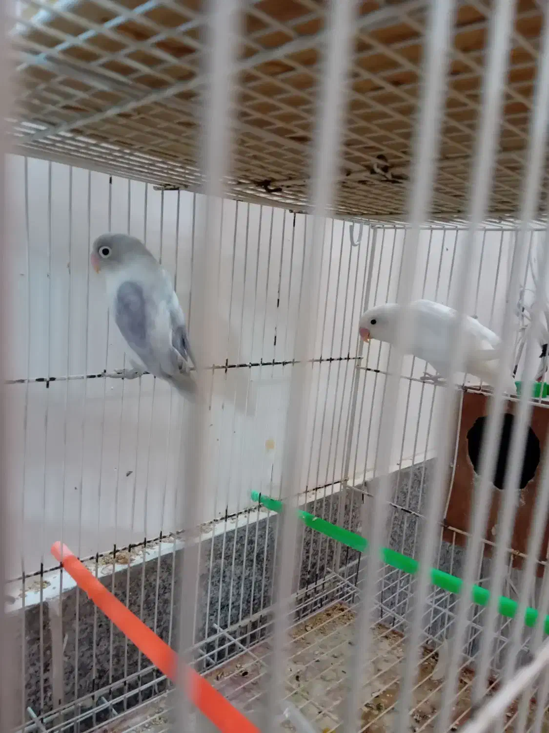 کوتوله ومرغ عشق|پرنده|گلبهار, شهر جدید گلبهار|دیوار