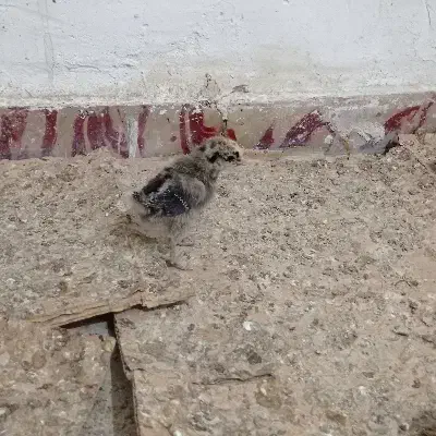 جوجه 13روزه|حیوانات مزرعه|رامشیر, |دیوار