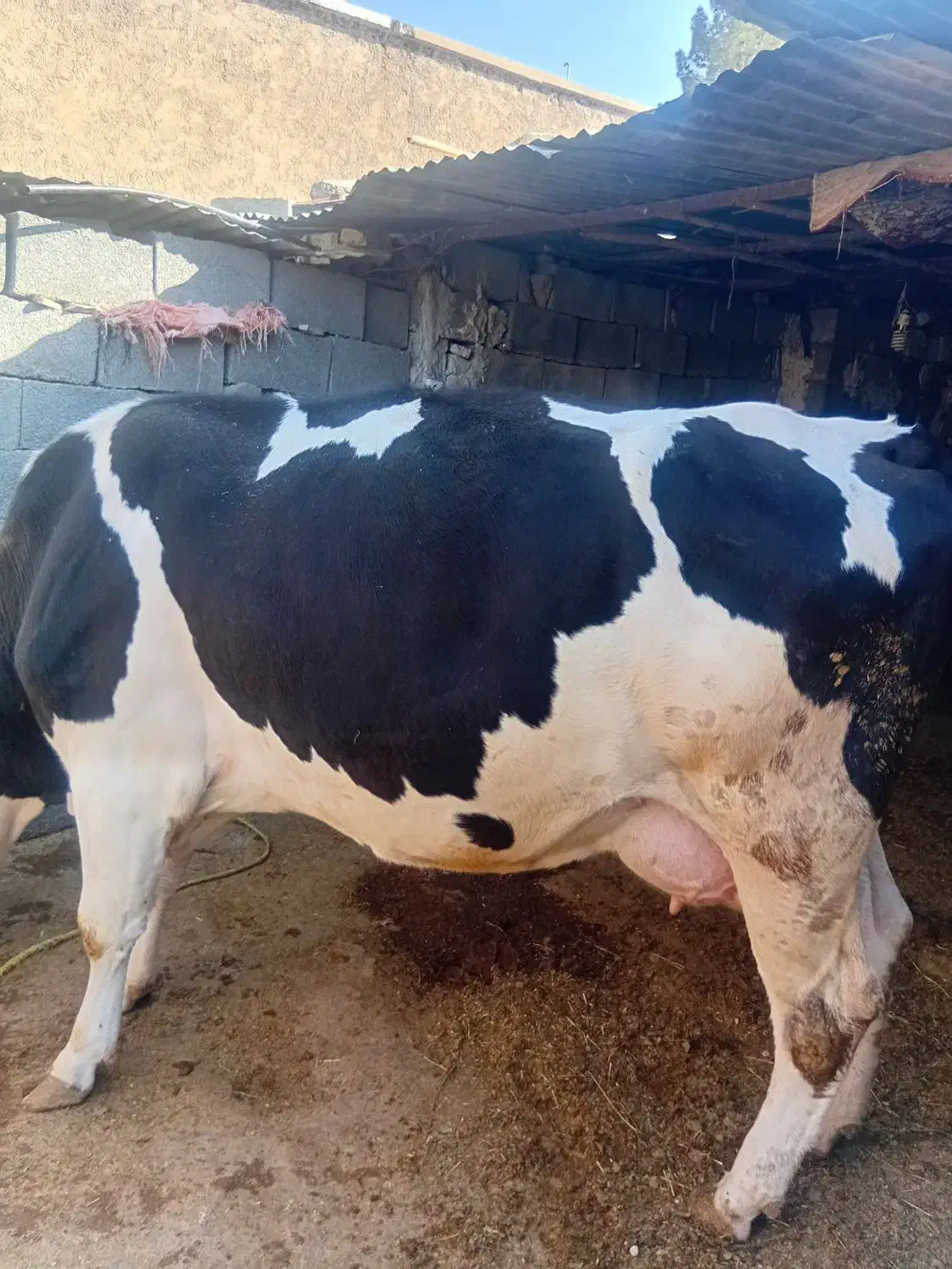 گاو سیمینتال|حیوانات مزرعه|سراب میمه, |دیوار