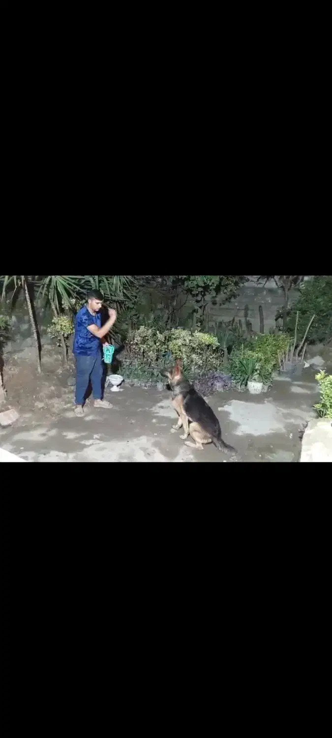 سگ ژرمن شولاین|سگ|نوشهر, |دیوار